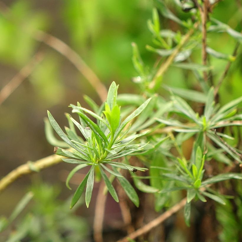 Eremophila maculata Aurea - Eremophile tacheté (Foliage)