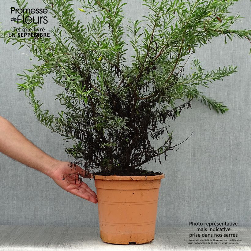 Spécimen de Eremophila maculata Aurea - Eremophile tacheté Pot de 7,5L/10L tel que livré en automne