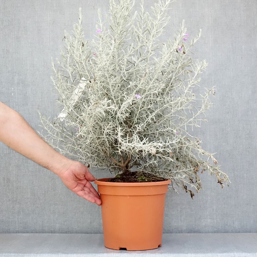 Example of Eremophila nivea - Eremophile soyeuse Pot de 7,5L/10L as you get in printemps
