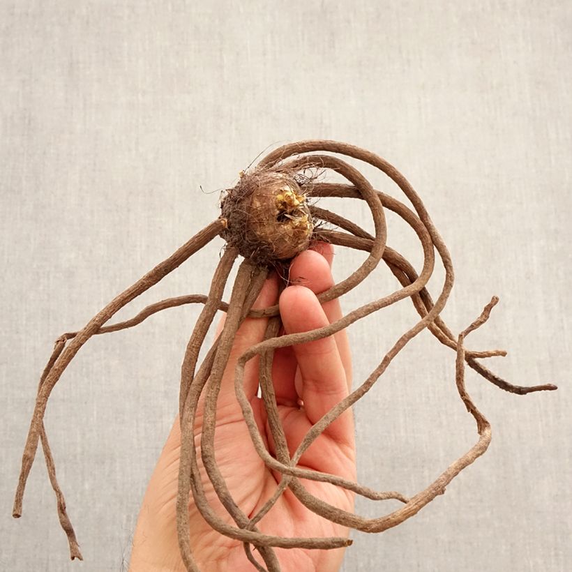 Spécimen de Eremurus Brun - Lis des steppes Bulbe calibre I tel que livré au printemps