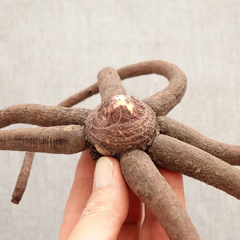 Spécimen de Eremurus Moneymaker - Lis des steppes Bulbe calibre I tel que livré au printemps