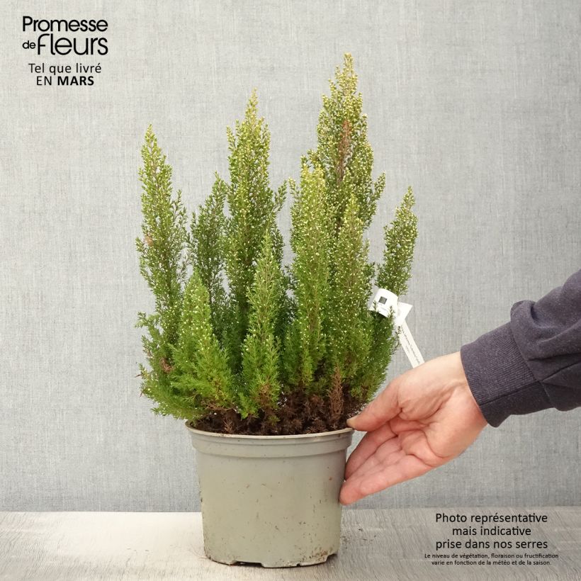 Example of Erica arborea Estrella Gold - Bruyère arborescente Pot de 2L/3L as you get in printemps