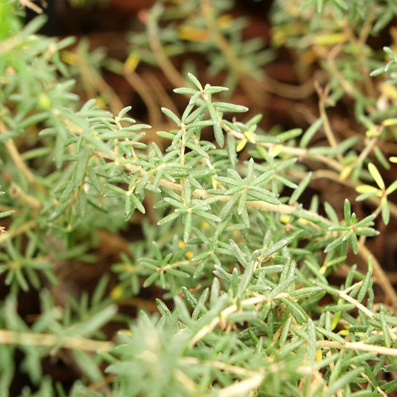 Erica canaliculata - Bruyère arbustive de Noël (Foliage)