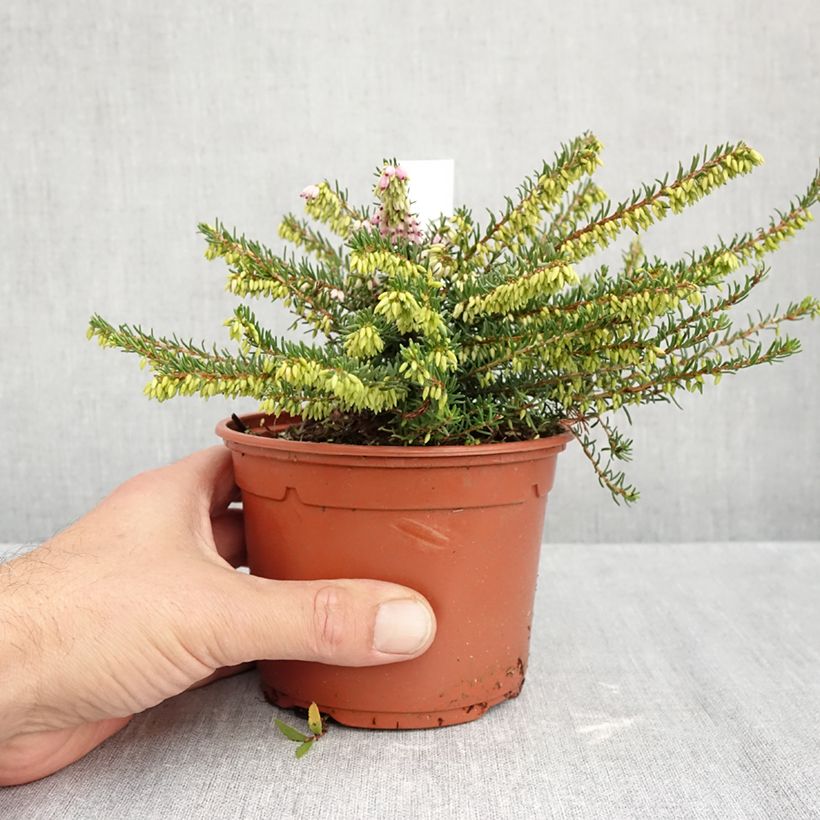 Spécimen de Erica darleyensis Darley Dale - Bruyère d'hiver Pot de 1L/1,5L tel que livré en automne