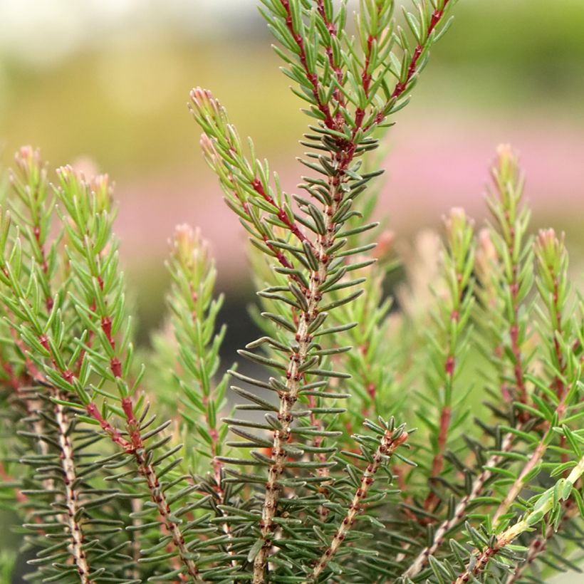 Erica darleyensis Lea - Bruyère d'hiver (Foliage)