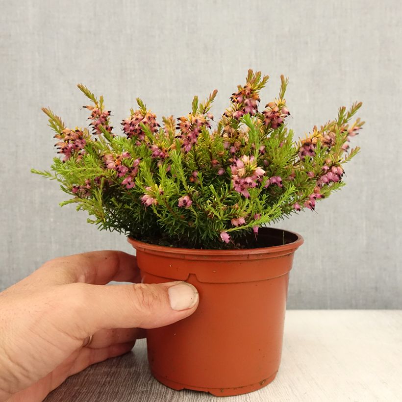 Example of Erica darleyensis Marie Helen - Bruyère d'hiver Pot de 1L/1,5L as you get in printemps