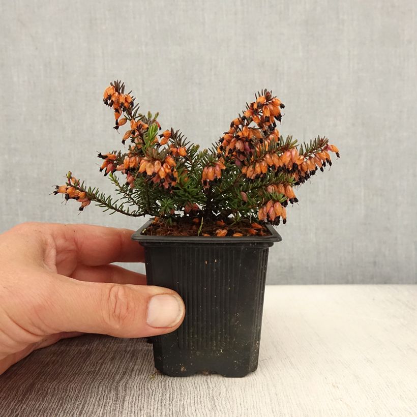 Example of Erica darleyensis Tyann - Bruyère d'hiver Godet de 8/9 cm as you get in printemps