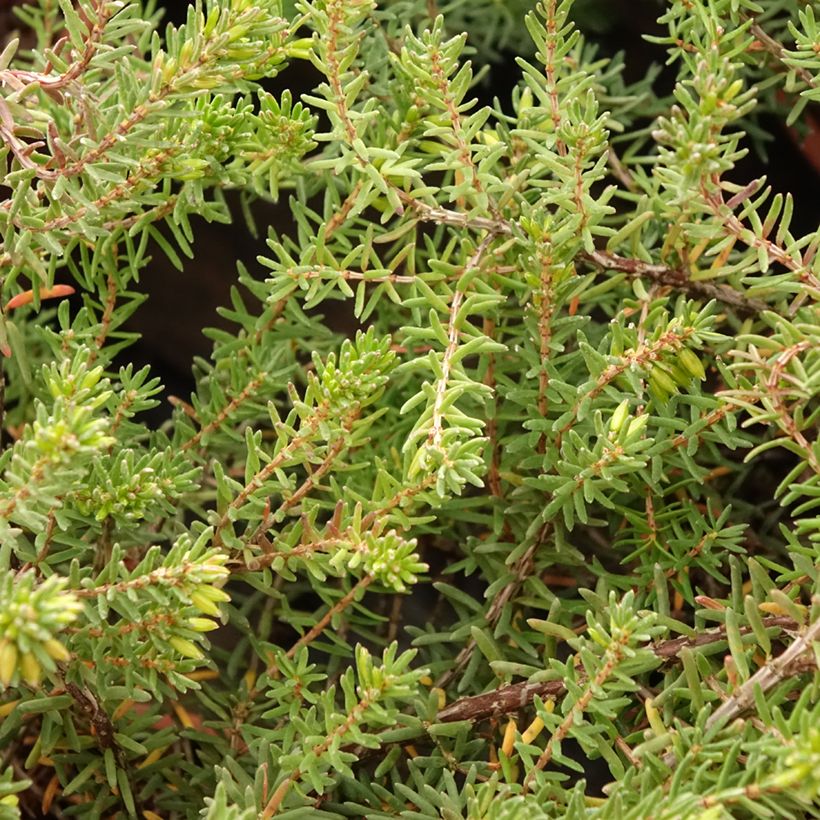 Erica darleyensis Tyann - Bruyère d'hiver (Foliage)
