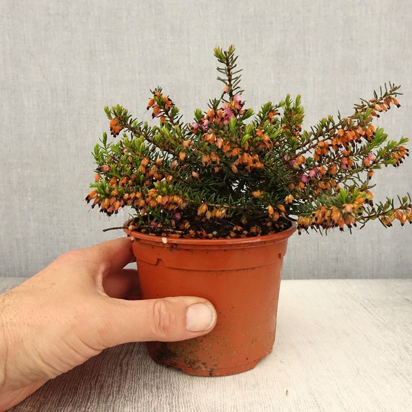 Example of Erica darleyensis Tyann - Bruyère d'hiver Pot de 1L/1,5L as you get in printemps