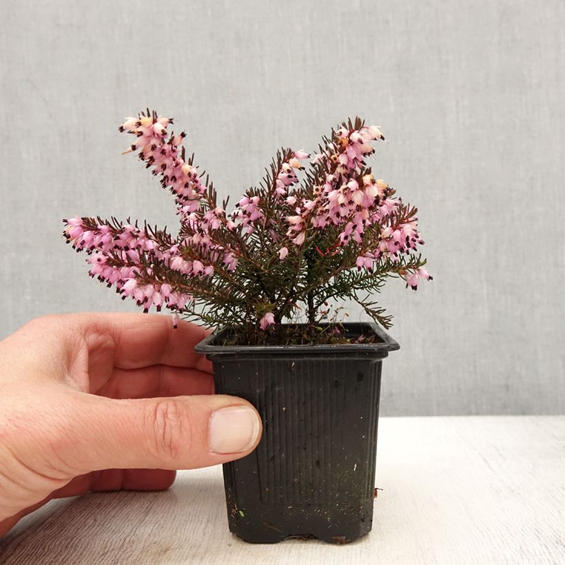 Example of Erica x darleyensis Spring Surprise, bruyère Godet de 8/9 cm as you get in printemps