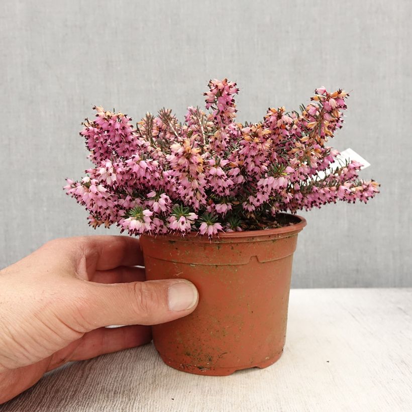 Example of Erica x darleyensis Spring Surprise, bruyère Pot de 1L/1,5L as you get in printemps