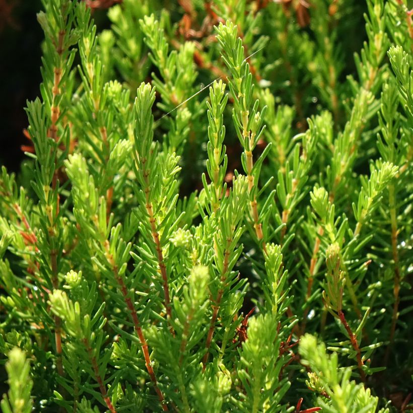 Erica x darleyensis Spring Surprise, bruyère (Foliage)