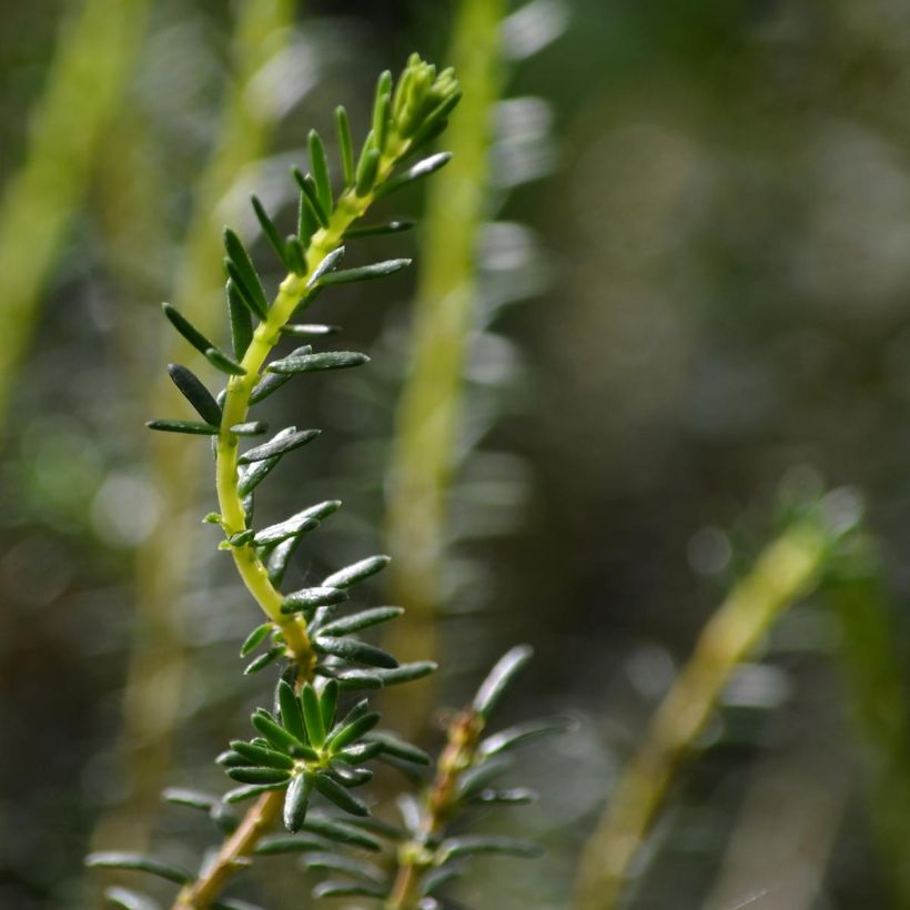Erica x darleyensis Winter Belles Katia - Bruyère d'hiver (Foliage)