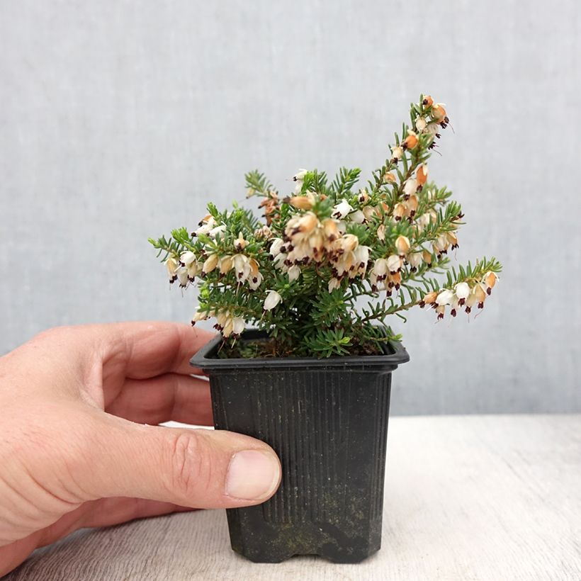 Example of Erica x darleyensis Winter Belles Katia - Bruyère d'hiver Godet de 8/9 cm as you get in printemps