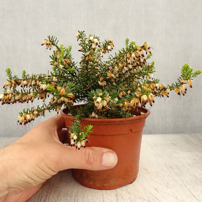 Example of Erica x darleyensis Winter Belles Katia - Bruyère d'hiver Pot de 1L/1,5L as you get in printemps
