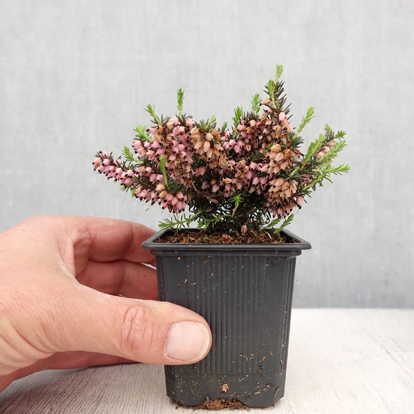Example of Erica x darleyensis Winter Belles Phoebe, bruyère d'hiver Godet de 8/9 cm as you get in printemps