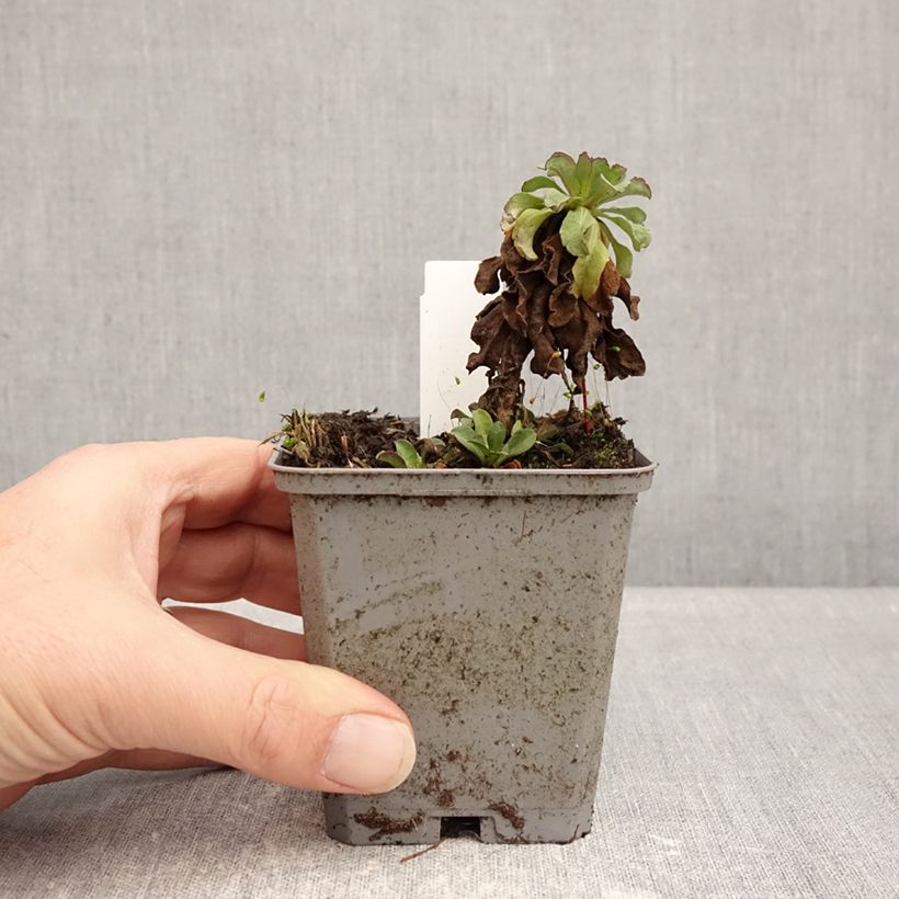 Spécimen de Erigeron glaucus Sea Breeze - Vergerette glauque Godet de 8/9 cm tel que livré en hiver