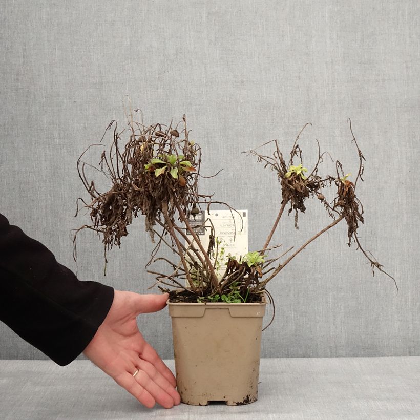 Spécimen de Erigeron glaucus Sea Breeze - Vergerette glauque Pot de 2L/3L tel que livré en hiver