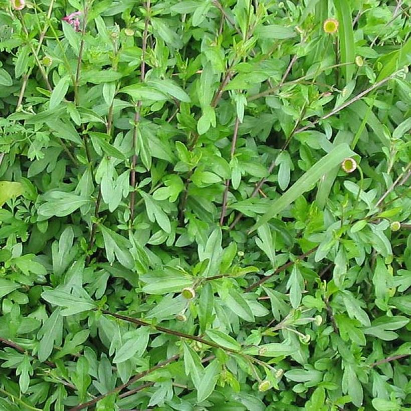 Erigeron karvinskianus - Vergerette (Foliage)