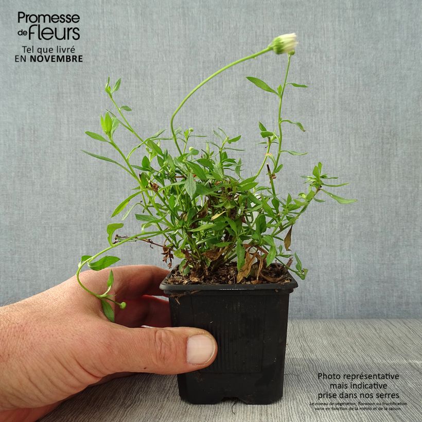 Spécimen de Erigeron karvinskianus Lavender Lady - Vergerette Godet de 8/9 cm tel que livré en automne