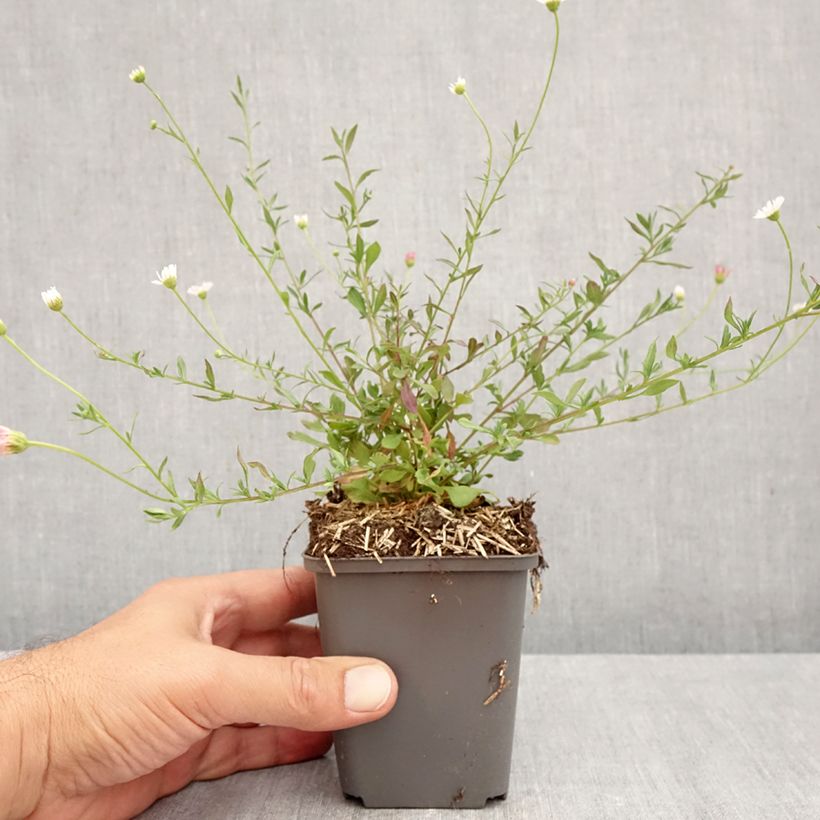 Spécimen de Erigeron karvinskianus - Vergerette Godet de 7/8 cm tel que livré en automne
