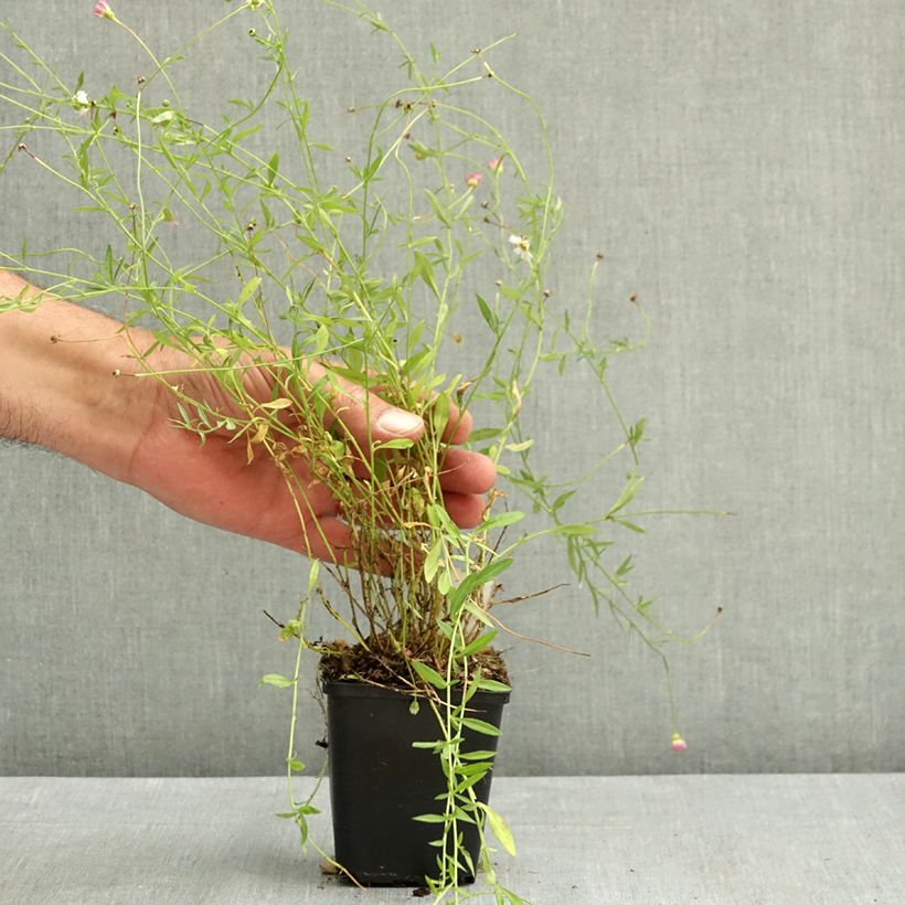 Spécimen de Erigeron karvinskianus - Vergerette Godet de 7/8 cm tel que livré en été