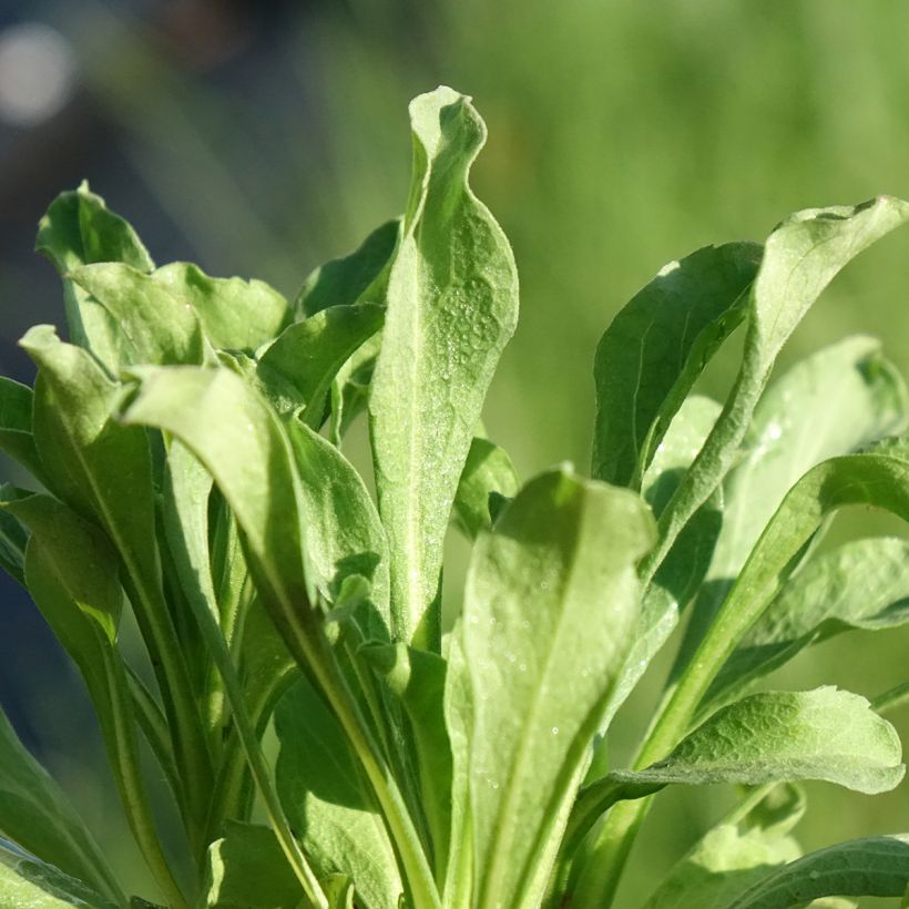 Erigeron leiomerus, Vergerette (Foliage)