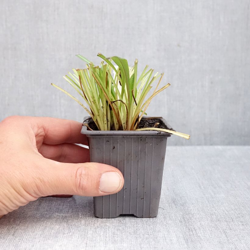 Spécimen de Erigeron Quakeress Godet de 8/9 cm tel que livré en automne