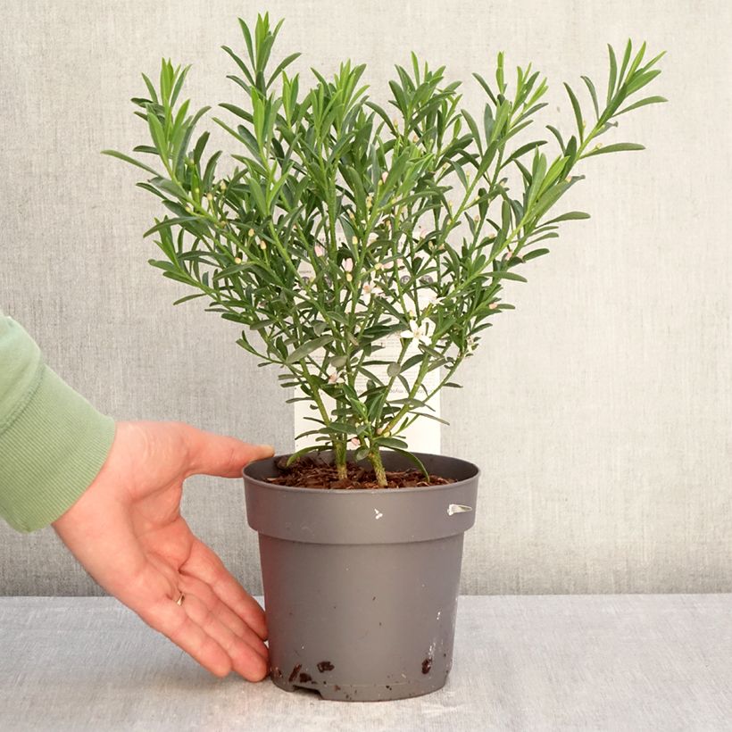 Example of Eriostemon myoporoides Flower Girl Pink - Philotheca Pot de 1L/1,5L as you get in hiver