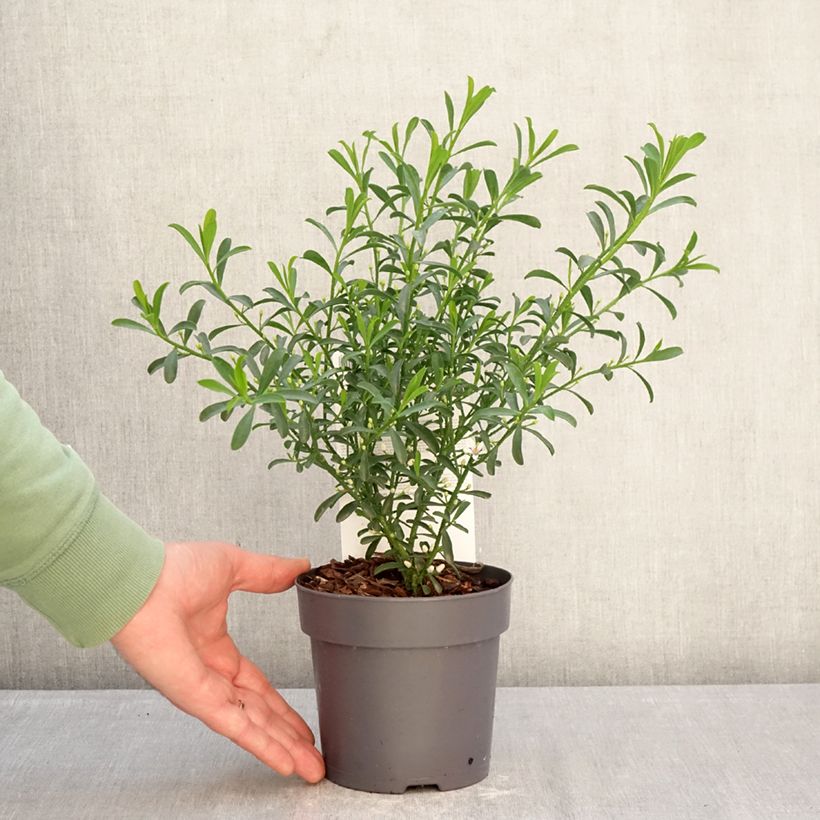 Example of Eriostemon myoporoides Flower Girl White - Philotheca Pot de 1L/1,5L as you get in hiver