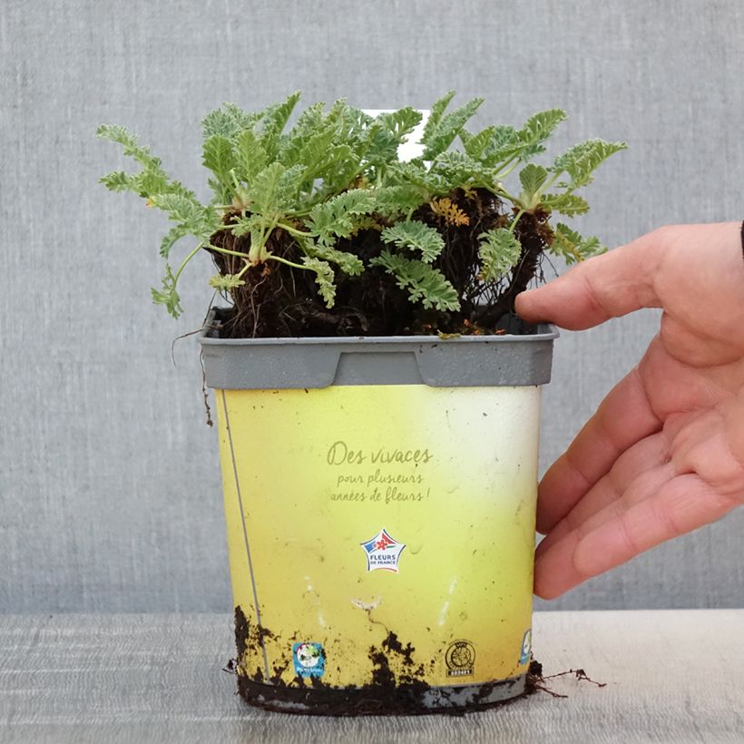 Example of Erodium chrysanthum Pot de 2L/3L as you get in printemps