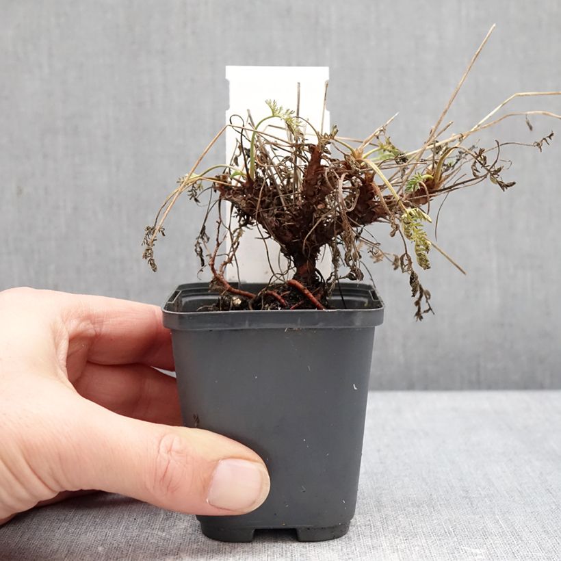 Example of Erodium Spanish Eyes - Bec de grue Godet de 7/8 cm as you get in hiver