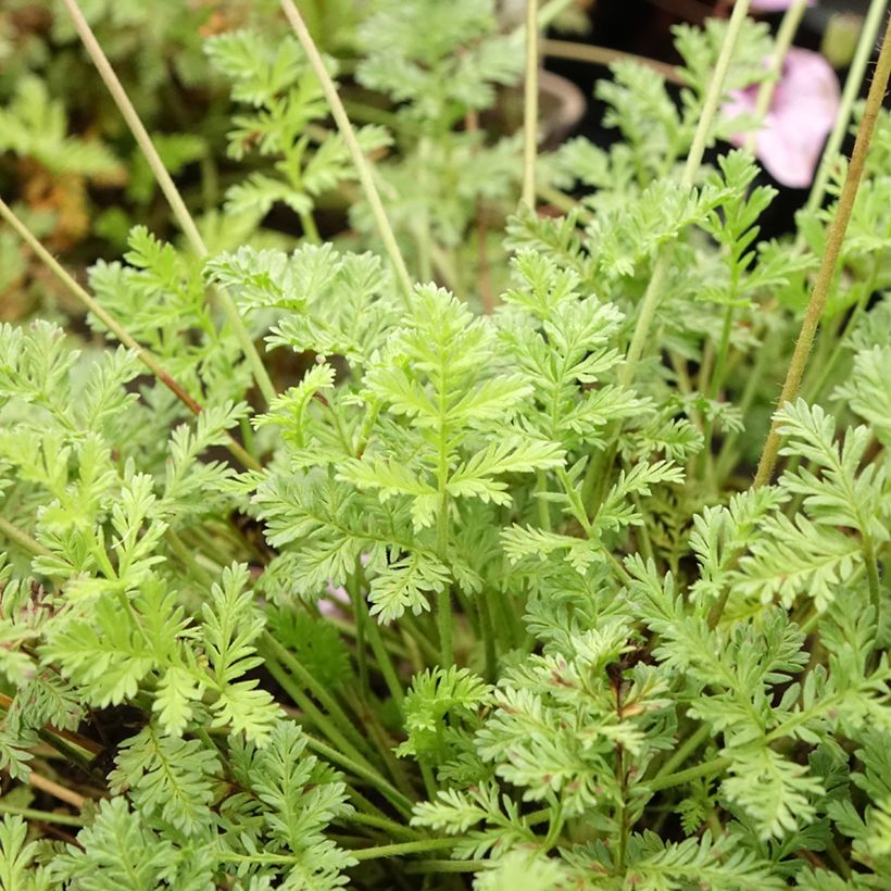 Erodium Spanish Eyes - Bec de grue (Foliage)