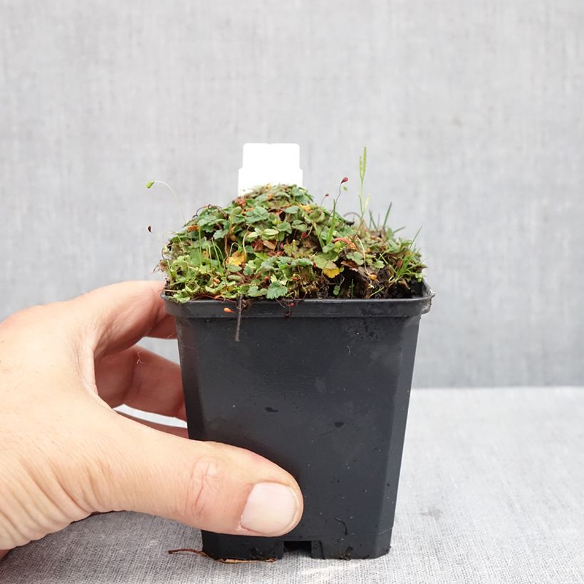 Spécimen de Erodium variabile Album - Bec de héron Godet de 8/9 cm tel que livré en automne