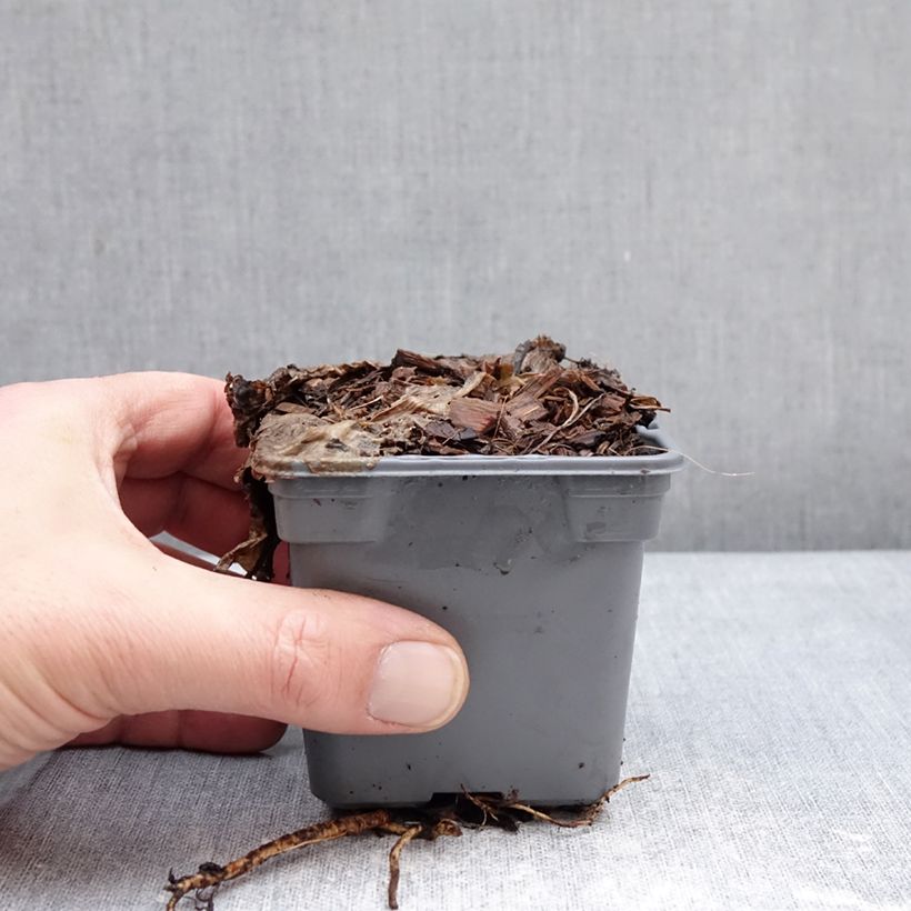 Spécimen de Eryngium Grumpy - Panicaut Godet de 8/9 cm tel que livré en hiver