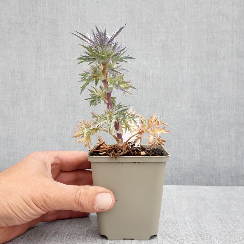 Example of Eryngium Lapis Blue - Panicaut maritime Godet de 8/9 cm as you get in printemps