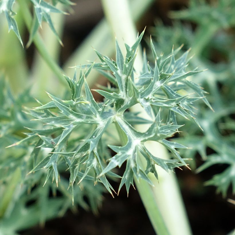 Eryngium Pico's Amethyst - Panicaut (Foliage)