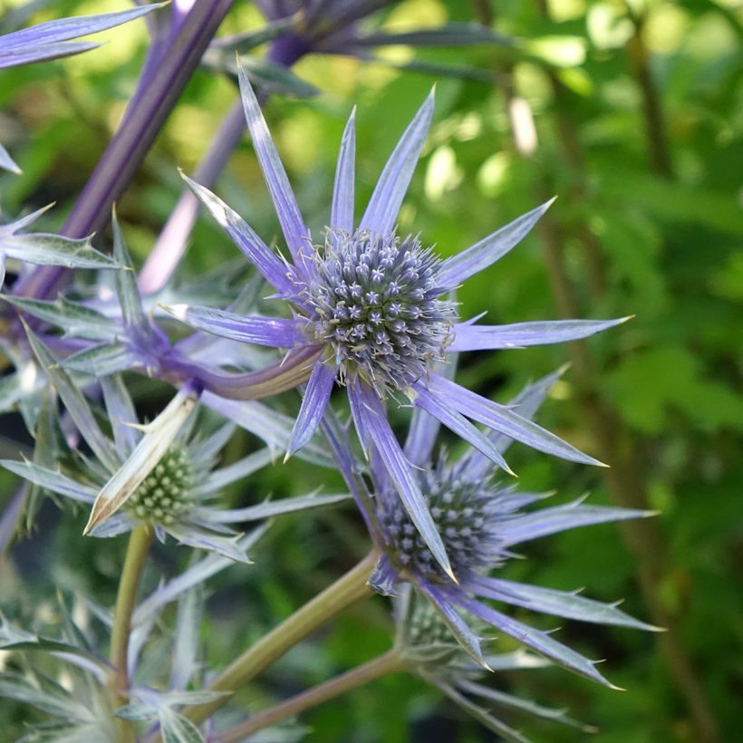 Eryngium Pico's Amethyst - Panicaut (Flowering)