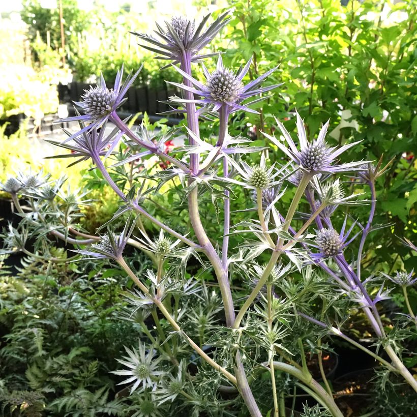 Eryngium Pico's Amethyst - Panicaut (Plant habit)