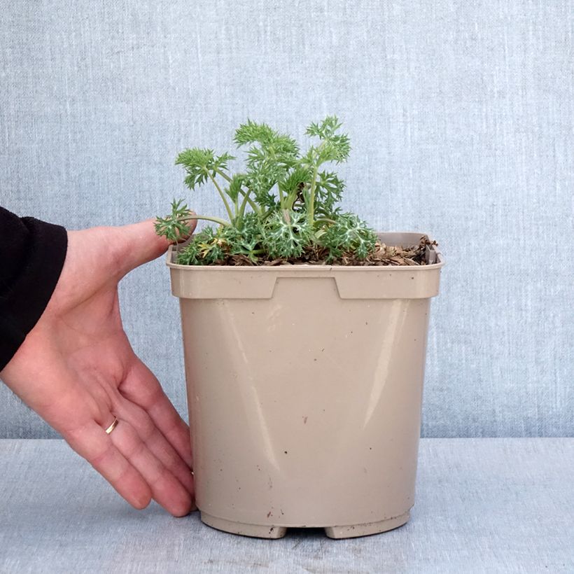 Example of Eryngium Pico's Amethyst - Panicaut Pot de 3L/4L as you get in printemps