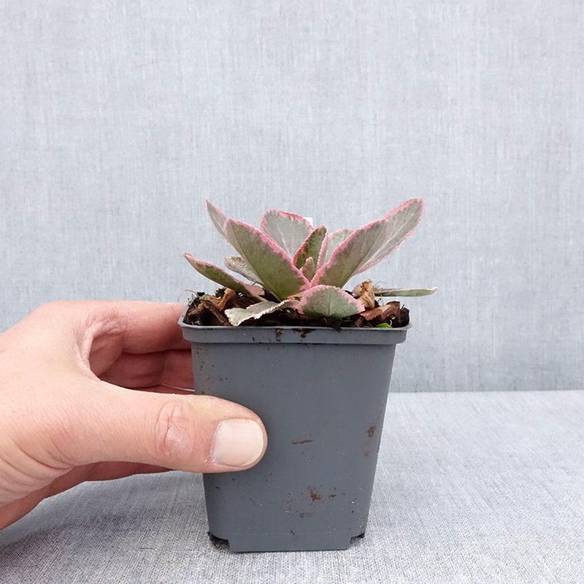 Example of Eryngium planum Jade Frost - Panicaut à feuilles planes panachées Godet de 8/9 cm as you get in printemps