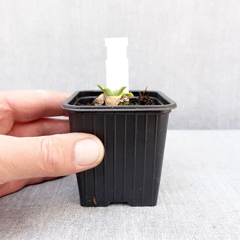 Spécimen de Eryngium planum Magical White Lagoon - Panicaut Godet de 8/9 cm tel que livré en hiver