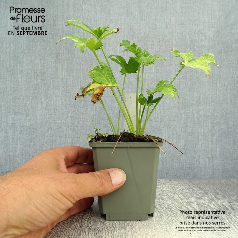 Spécimen de Eryngium planum Neptune's Gold - Panicaut Godet de 8/9 cm tel que livré en automne