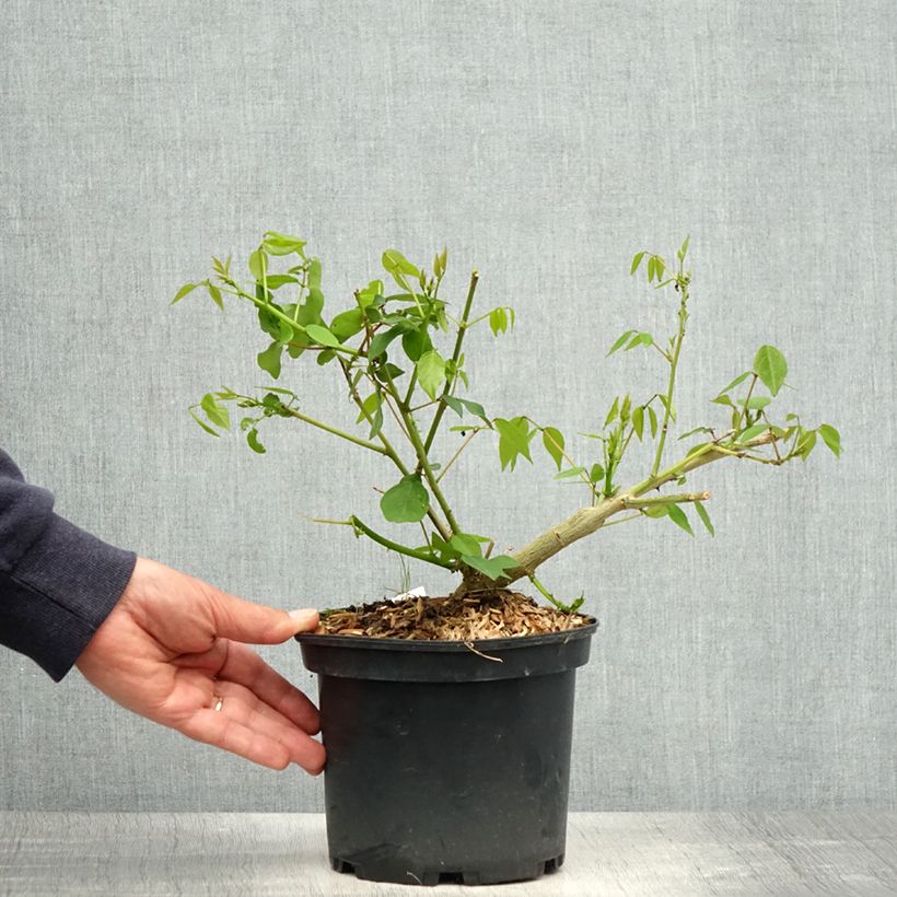 Spécimen de Erythrina Amélie Jeckert Pot de 3L/4L tel que livré au printemps