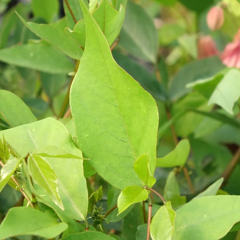 Erythrina Amélie Jeckert (Feuillage)