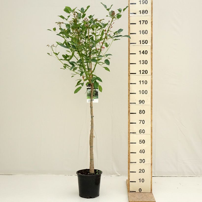 Spécimen de Erythrina crista-galli - Erythrine Crête-de-coq. Pot de 7,5L/10L tel que livré au printemps