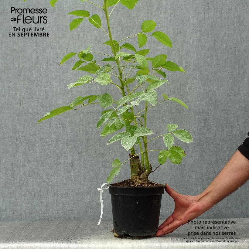 Spécimen de Erythrina crista-gallii Compacta - Erythrina crista-gallii Compacta Pot de 2L/3L tel que livré en automne