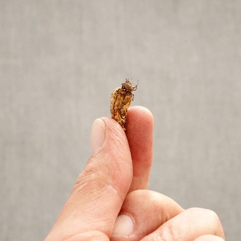 Example of Erythronium dens-canis Bulbe calibre I as you get in printemps