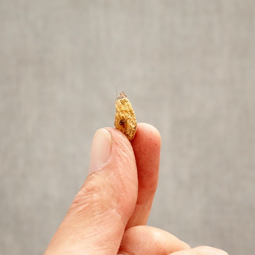 Spécimen de Erythronium dens-canis Lilac Wonder Bulbe calibre I tel que livré au printemps