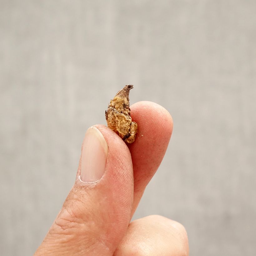 Example of Erythronium dens canis Purple King Bulbe calibre I as you get in printemps